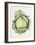 Savoy Cabbage-Alison Cooper-Framed Giclee Print