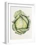 Savoy Cabbage-Alison Cooper-Framed Giclee Print