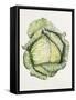 Savoy Cabbage-Alison Cooper-Framed Stretched Canvas