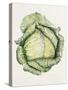 Savoy Cabbage-Alison Cooper-Stretched Canvas