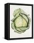 Savoy Cabbage-Alison Cooper-Framed Stretched Canvas