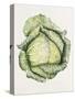 Savoy Cabbage-Alison Cooper-Stretched Canvas