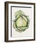 Savoy Cabbage-Alison Cooper-Framed Giclee Print