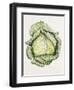 Savoy Cabbage-Alison Cooper-Framed Giclee Print