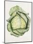 Savoy Cabbage-Alison Cooper-Mounted Giclee Print