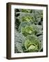 Savoy Cabbages in the Field-Sara Deluca-Framed Photographic Print