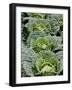 Savoy Cabbages in the Field-Sara Deluca-Framed Photographic Print