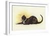 Savoy Cat-Dudley Hardy-Framed Giclee Print