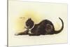 Savoy Cat-Dudley Hardy-Stretched Canvas