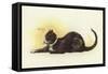Savoy Cat-Dudley Hardy-Framed Stretched Canvas