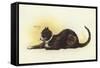 Savoy Cat-Dudley Hardy-Framed Stretched Canvas