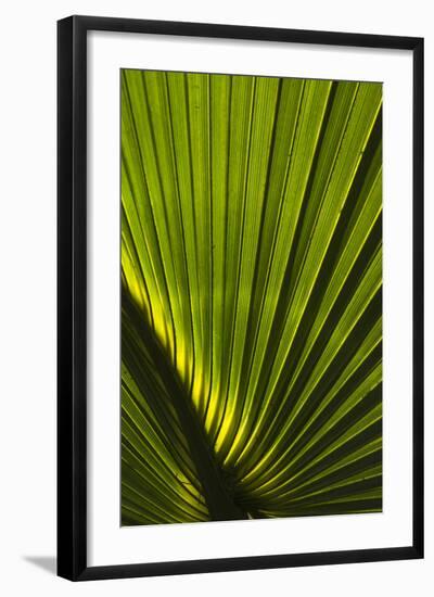 Saw Palmetto, Little St Simons Island, Barrier Islands, Georgia-Pete Oxford-Framed Photographic Print