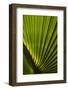 Saw Palmetto, Little St Simons Island, Barrier Islands, Georgia-Pete Oxford-Framed Photographic Print