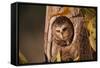 Saw-Whet Owl in Aspen Tree-W^ Perry Conway-Framed Stretched Canvas