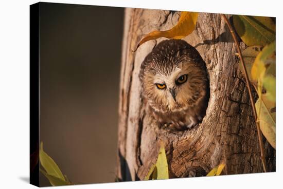 Saw-Whet Owl in Aspen Tree-W^ Perry Conway-Stretched Canvas
