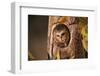 Saw-Whet Owl in Aspen Tree-W^ Perry Conway-Framed Photographic Print