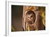 Saw-Whet Owl in Aspen Tree-W^ Perry Conway-Framed Photographic Print