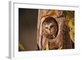 Saw-Whet Owl in Aspen Tree-W^ Perry Conway-Framed Photographic Print