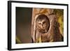 Saw-Whet Owl in Aspen Tree-W^ Perry Conway-Framed Photographic Print
