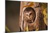 Saw-Whet Owl in Aspen Tree-W^ Perry Conway-Mounted Photographic Print