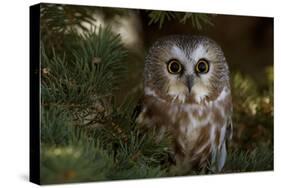 Saw-Whet Owl in Pine Tree-W^ Perry Conway-Stretched Canvas