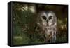 Saw-Whet Owl in Pine Tree-W^ Perry Conway-Framed Stretched Canvas