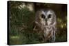 Saw-Whet Owl in Pine Tree-W^ Perry Conway-Stretched Canvas