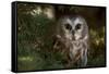 Saw-Whet Owl in Pine Tree-W^ Perry Conway-Framed Stretched Canvas