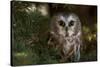 Saw-Whet Owl in Pine Tree-W^ Perry Conway-Stretched Canvas