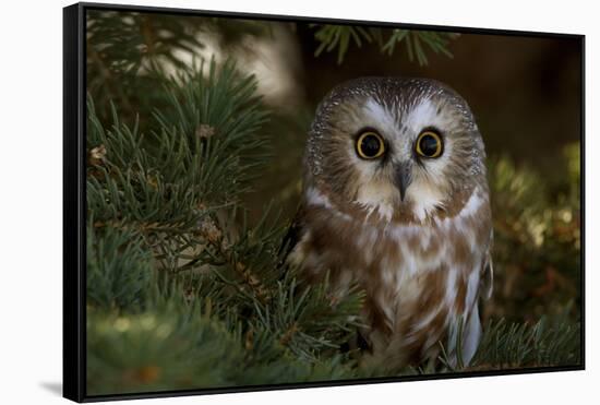 Saw-Whet Owl in Pine Tree-W^ Perry Conway-Framed Stretched Canvas