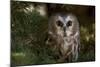 Saw-Whet Owl in Pine Tree-W^ Perry Conway-Mounted Photographic Print