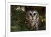 Saw-Whet Owl in Pine Tree-W^ Perry Conway-Framed Photographic Print