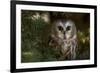 Saw-Whet Owl in Pine Tree-W^ Perry Conway-Framed Photographic Print