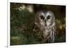 Saw-Whet Owl in Pine Tree-W^ Perry Conway-Framed Photographic Print