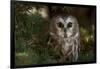 Saw-Whet Owl in Pine Tree-W^ Perry Conway-Framed Photographic Print