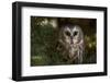 Saw-Whet Owl in Pine Tree-W^ Perry Conway-Framed Photographic Print