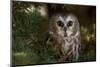Saw-Whet Owl in Pine Tree-W^ Perry Conway-Mounted Photographic Print