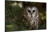 Saw-Whet Owl in Pine Tree-W^ Perry Conway-Stretched Canvas
