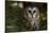 Saw-Whet Owl in Pine Tree-W^ Perry Conway-Stretched Canvas