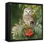 Saw-Whet Owl Perched in Rowan Tree-null-Framed Stretched Canvas