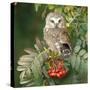 Saw-Whet Owl Perched in Rowan Tree-null-Stretched Canvas