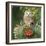 Saw-Whet Owl Perched in Rowan Tree-null-Framed Photographic Print