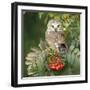 Saw-Whet Owl Perched in Rowan Tree-null-Framed Photographic Print