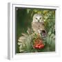 Saw-Whet Owl Perched in Rowan Tree-null-Framed Photographic Print