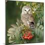 Saw-Whet Owl Perched in Rowan Tree-null-Mounted Photographic Print