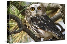 Saw-Whet Owl-W. Perry Conway-Stretched Canvas