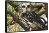 Saw-Whet Owl-W. Perry Conway-Framed Stretched Canvas