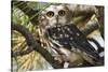 Saw-Whet Owl-W. Perry Conway-Stretched Canvas