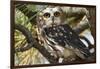 Saw-Whet Owl-W. Perry Conway-Framed Photographic Print