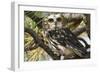 Saw-Whet Owl-W. Perry Conway-Framed Photographic Print